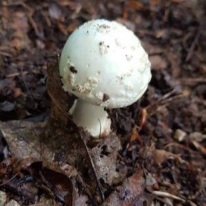 Citron Amanita