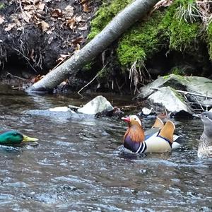 Mandarin Duck