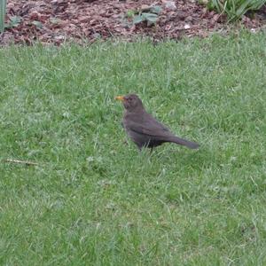 Eurasian Blackbird