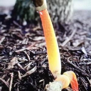 Dog Stinkhorn