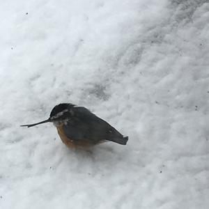 Red-breasted Nuthatch