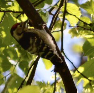 Lesser Spotted Woodpecker