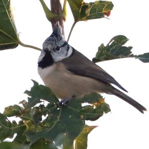 Crested Tit