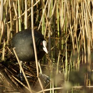 Common Moorhen