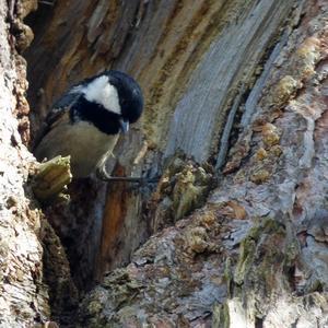 Coal Tit