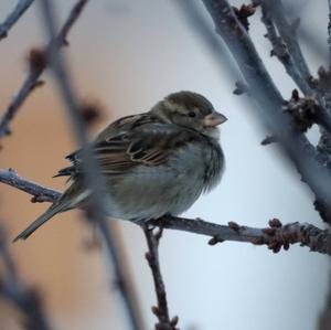 House Sparrow