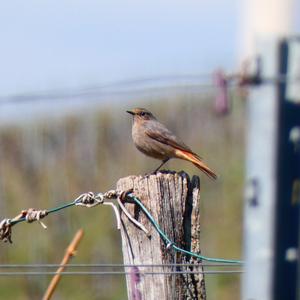 Black Redstart