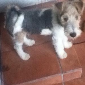 Foxterrier (Drahthaar)