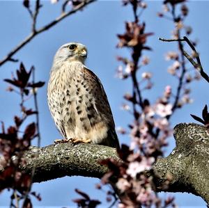 Common Kestrel