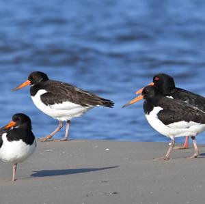 Eurasian Oystercatcher