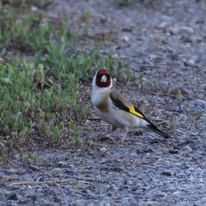 European Goldfinch