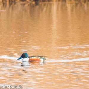 Northern Shoveler