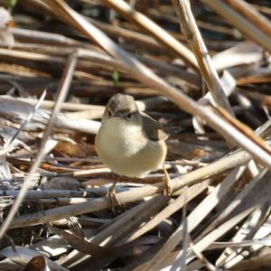 Eurasian Reed-warbler