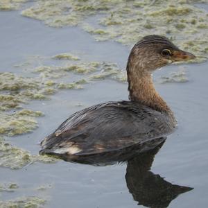 Pied-billed Grebe