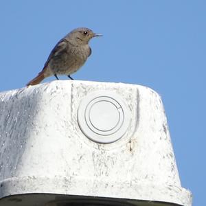 Black Redstart