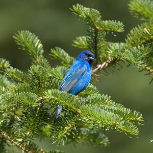 Indigo Bunting