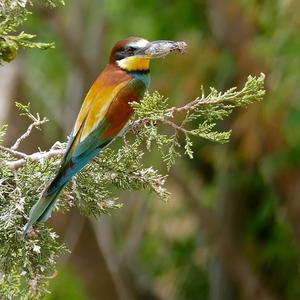 European Bee-eater