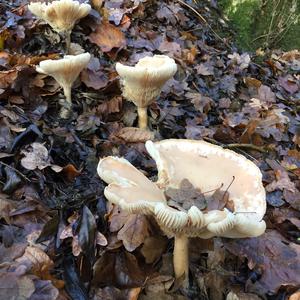 Funnel Clitocybe