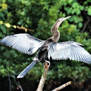 Anhinga