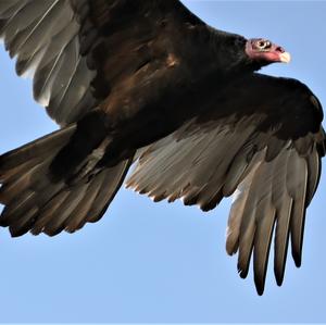 Turkey Vulture