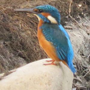 Common Kingfisher