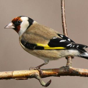 European Goldfinch