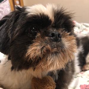 Shih Tzu