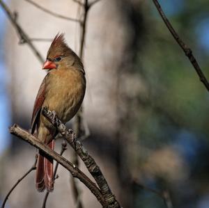 Northern Cardinal