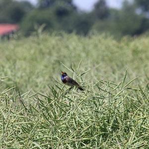 Blaukehlchen