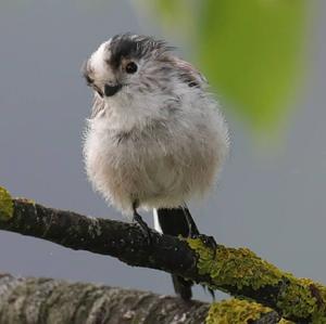 Long-tailed Tit