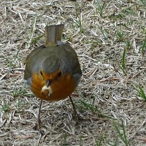 European Robin