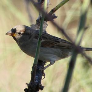 House Sparrow