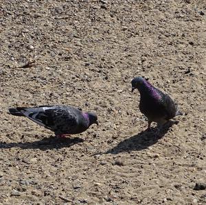 Rock Pigeon