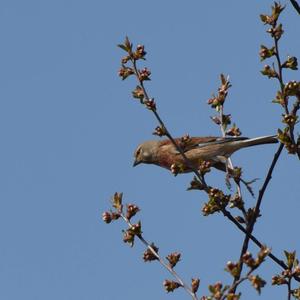 Eurasian Linnet