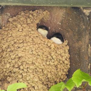 Northern House-martin