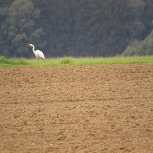 Great Egret