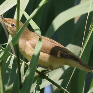 Great Reed-warbler