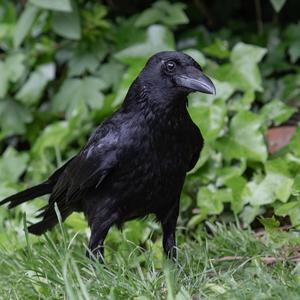 Carrion Crow