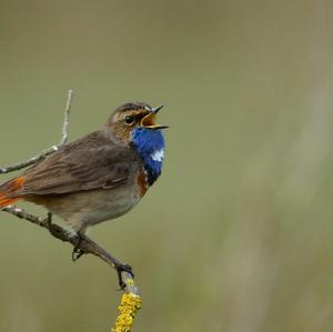 Blaukehlchen