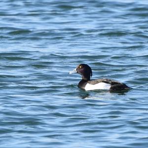 Tufted Duck