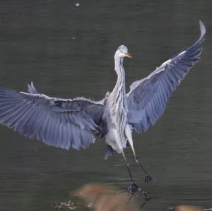 Grey Heron