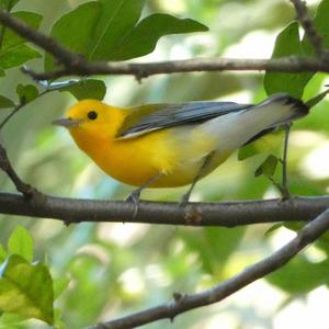 Prothonotary Warbler