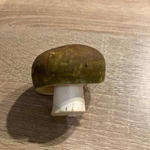 Unknown Species