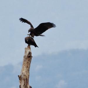 Black Kite