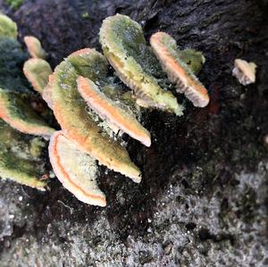 Gill Polypore