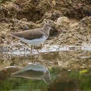 Green Sandpiper