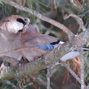 Eurasian Jay