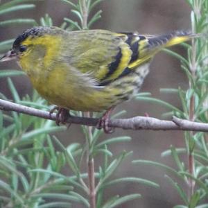 Eurasian Siskin