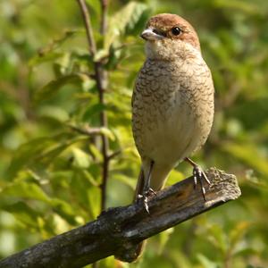 Red-backed Shrike