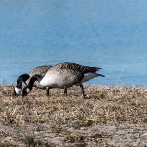 Canada Goose